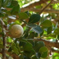 Limonia acidissima L.
